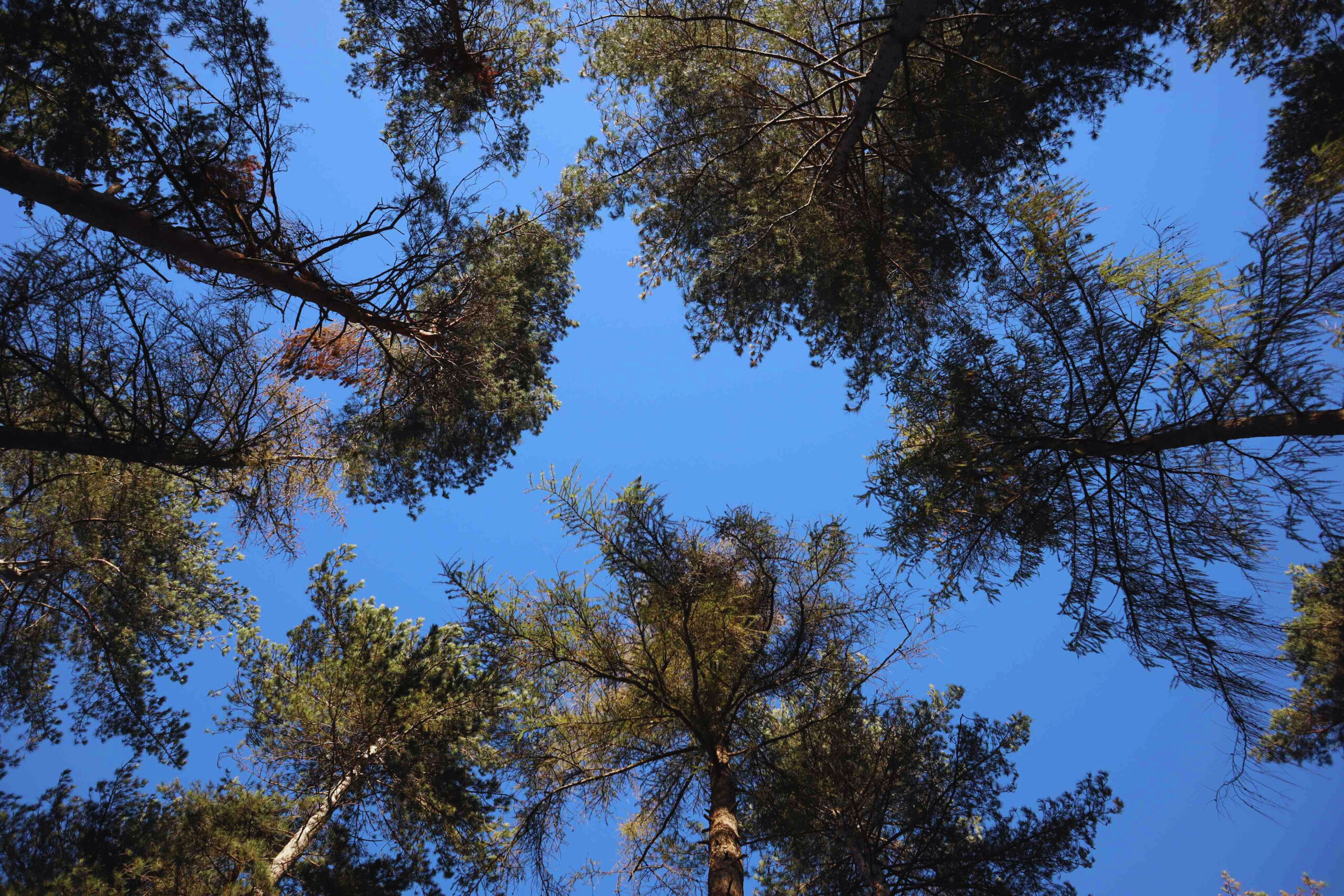 How Emotional Patterns Affect the Body: A Yoga and Family Constellation Perspective